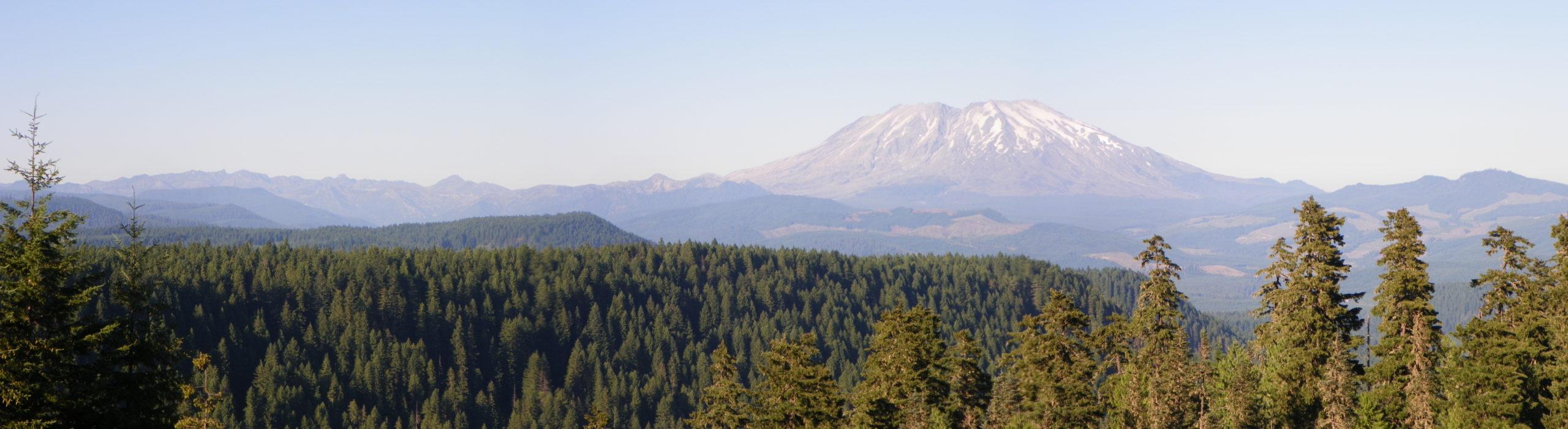 pine forest treetops with a large mountain in the distance